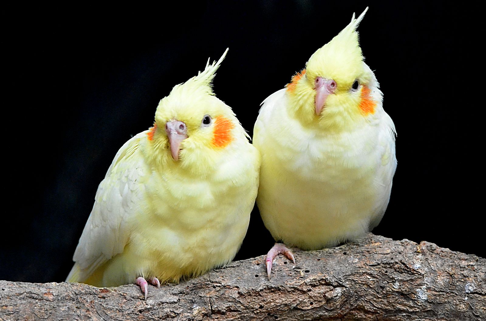 Two lutino cockatiels sitting side by side on a branch against a black background.