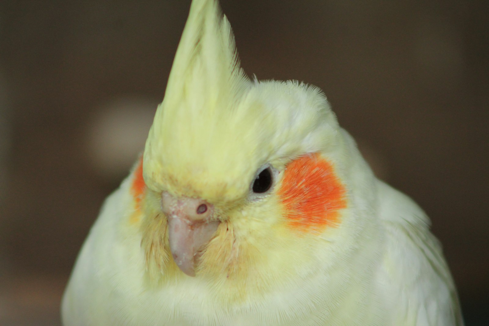 A close-up of a pale yellow lutino cockatiel face showing its dark eye, crest and orange cheek.