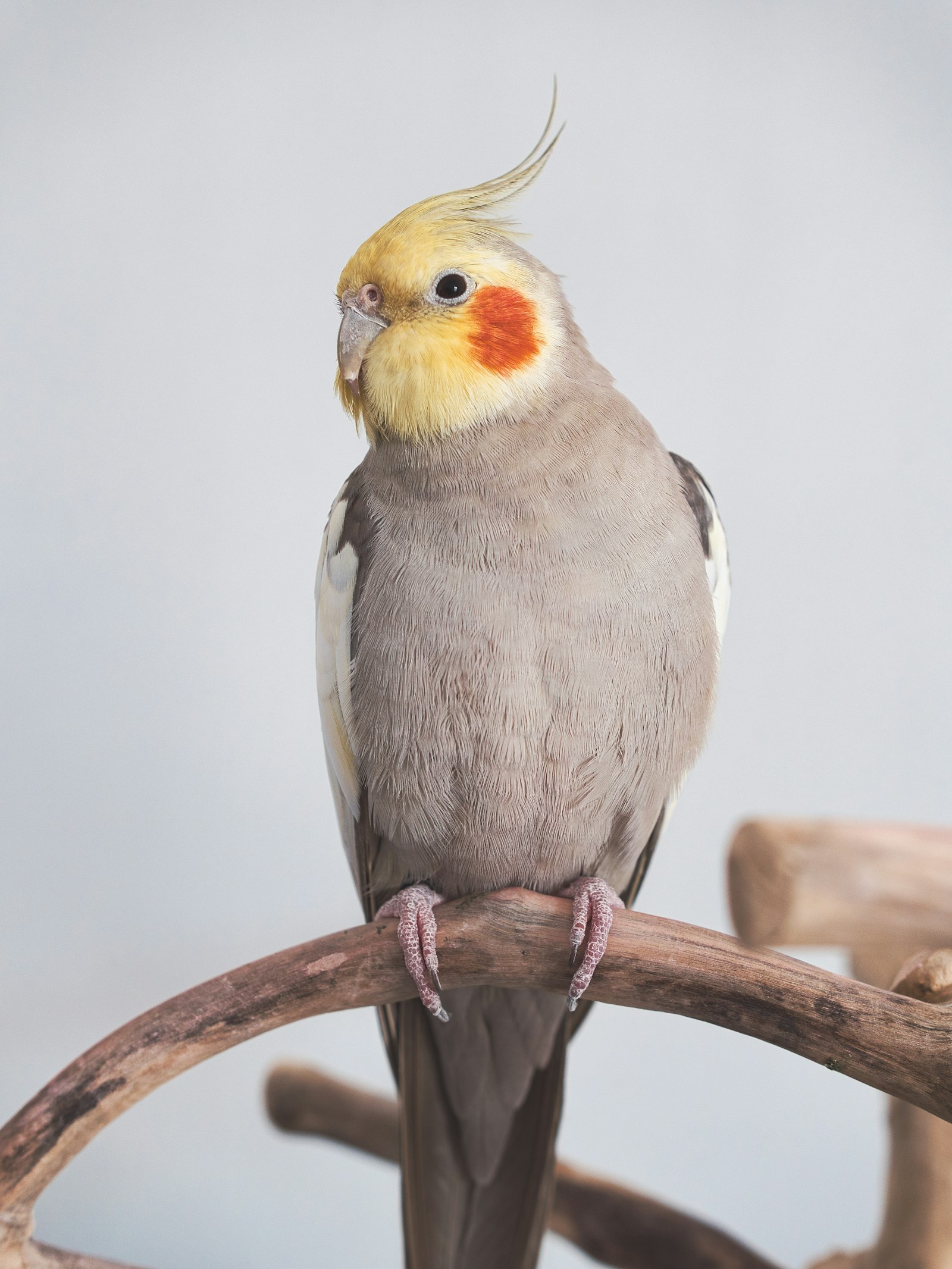 A gray cockatiel with a yellow face and orange cheek perched on a curved wooden branch against a pale background.