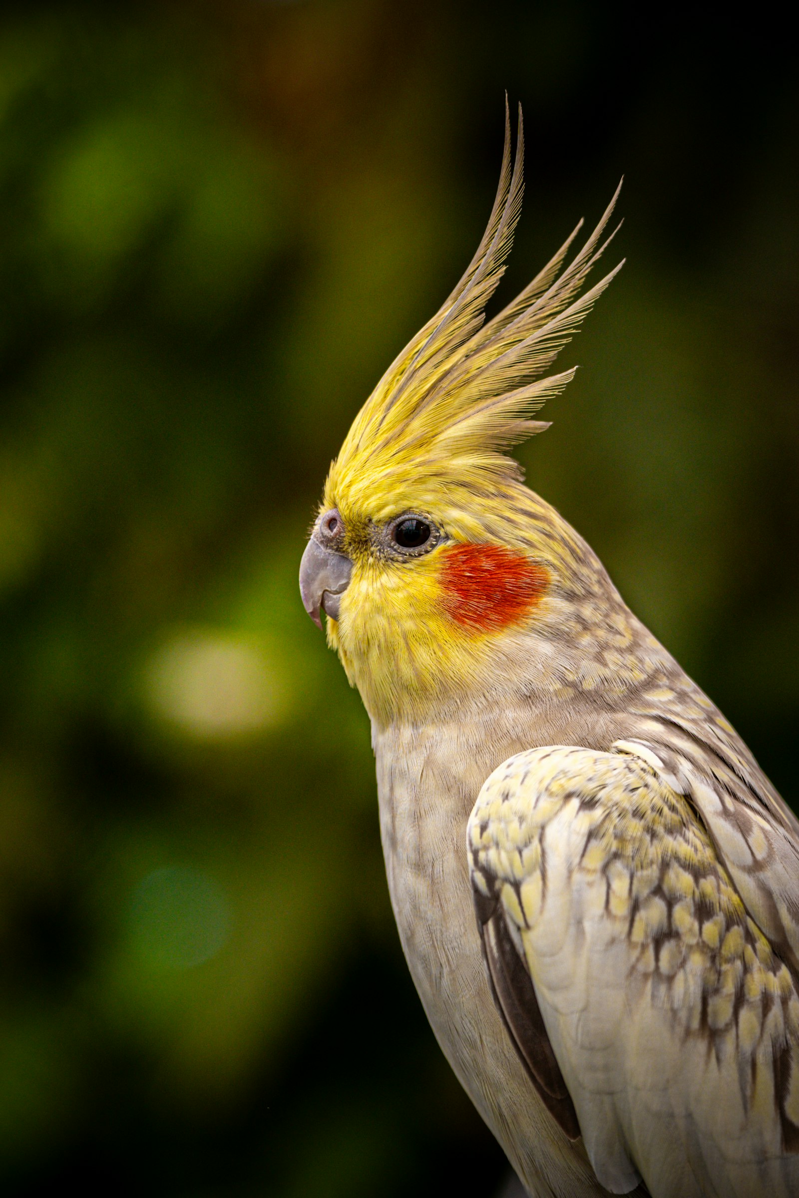 A pearl cockatiel with a tall yellow crest and orange cheek patches against a soft green background.