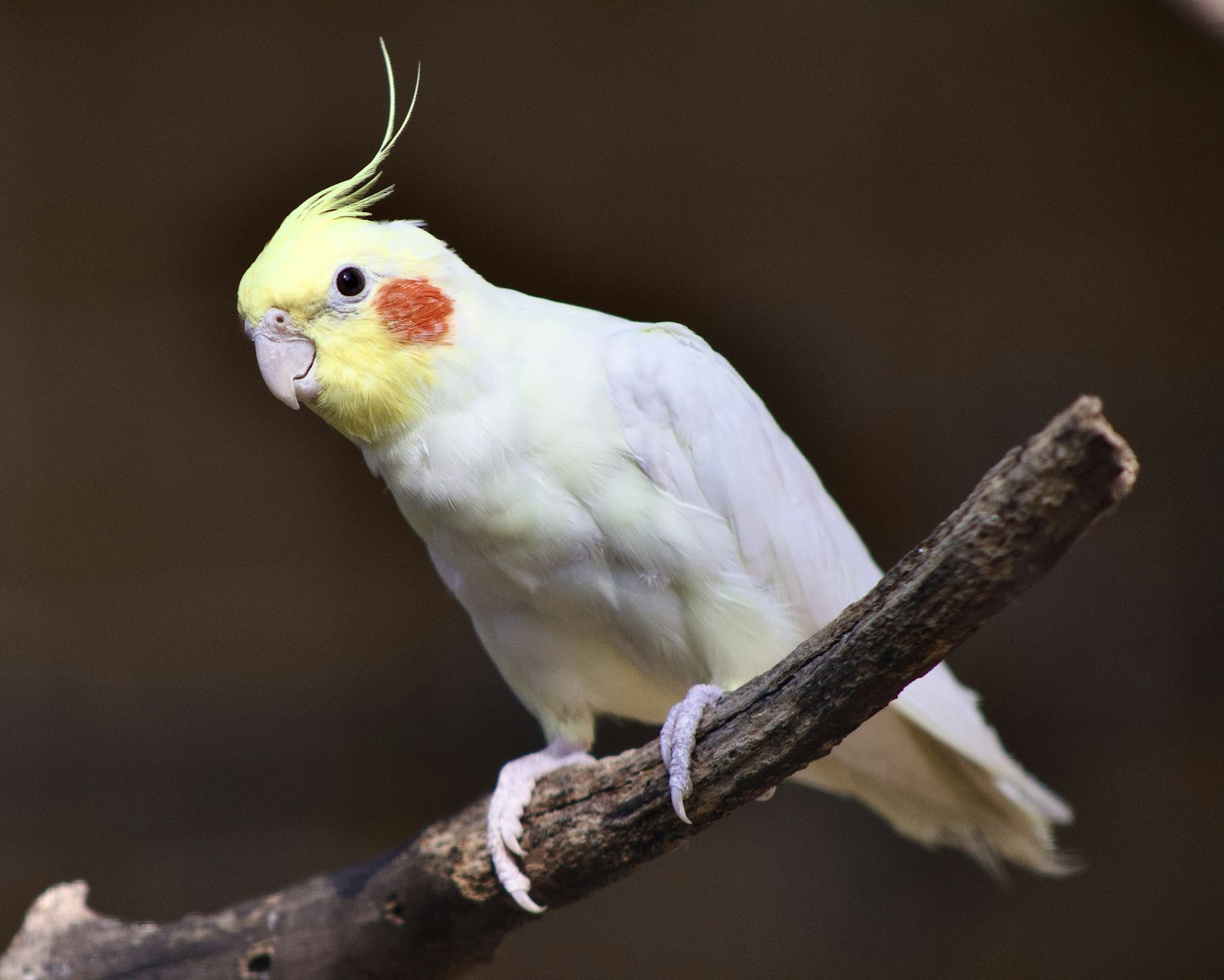 A pale lutino cockatiel with a yellow crest and orange cheek perched on a bare branch against a dark background.