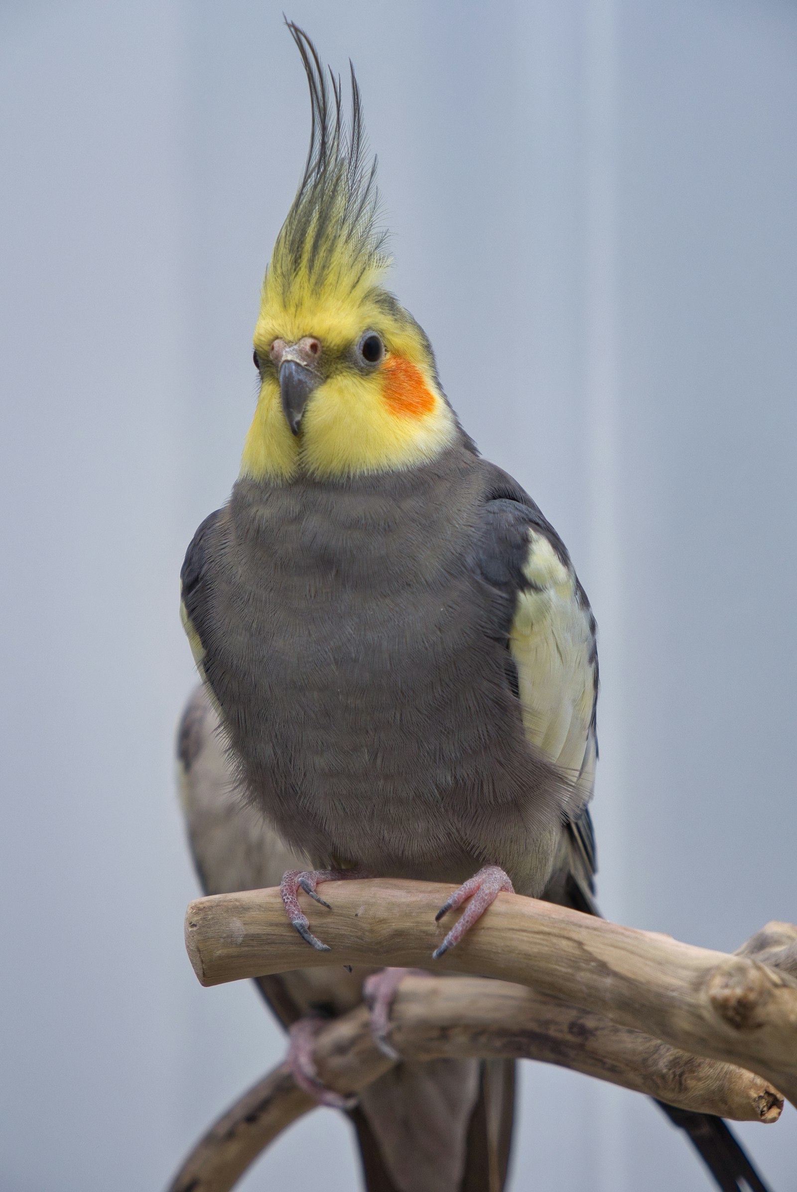 A grey male cockatiel with a yellow face and raised crest perched on a branch.