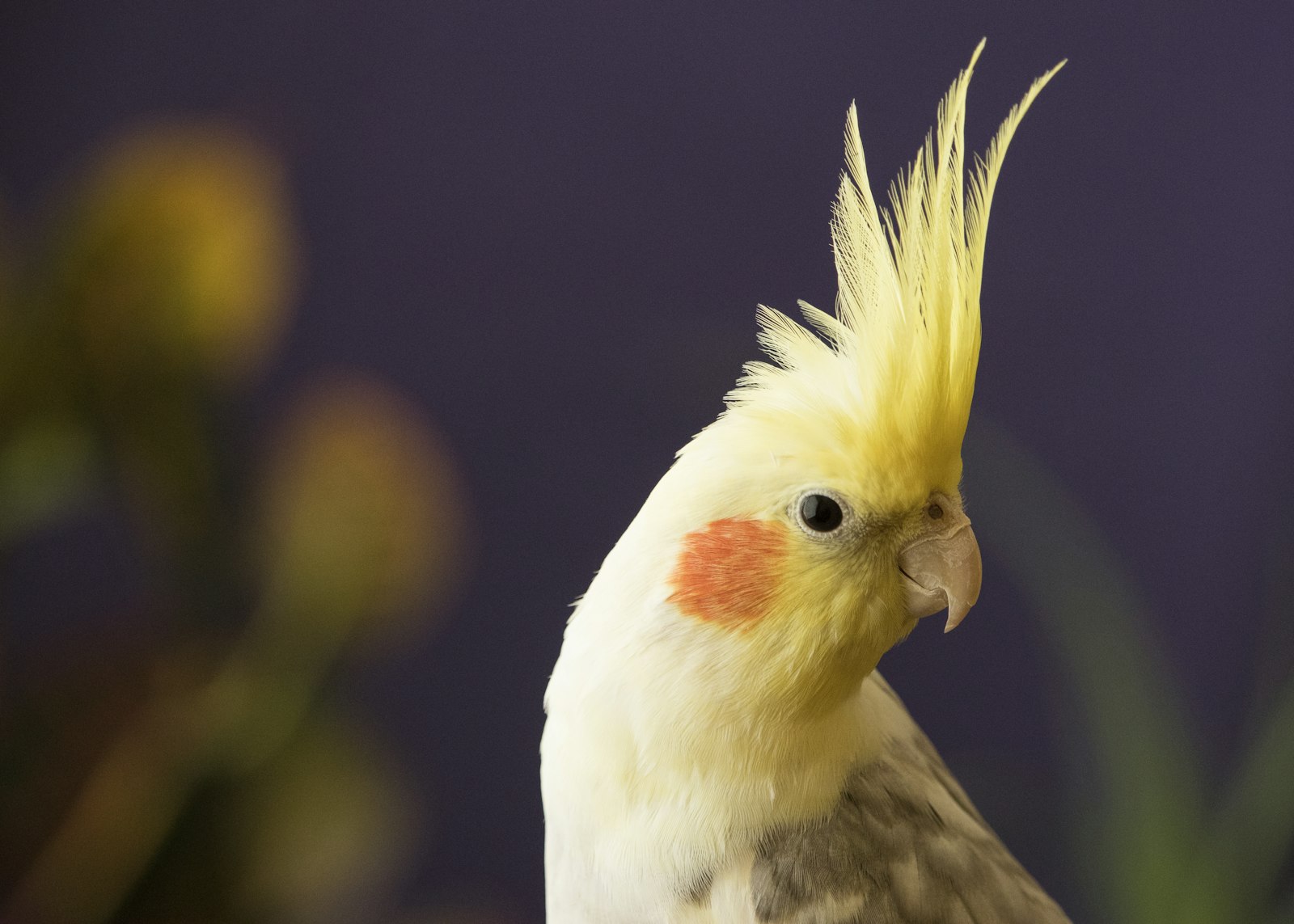 A close-up of a lutino cockatiel head with a tall yellow crest and orange cheek against a soft purple background.
