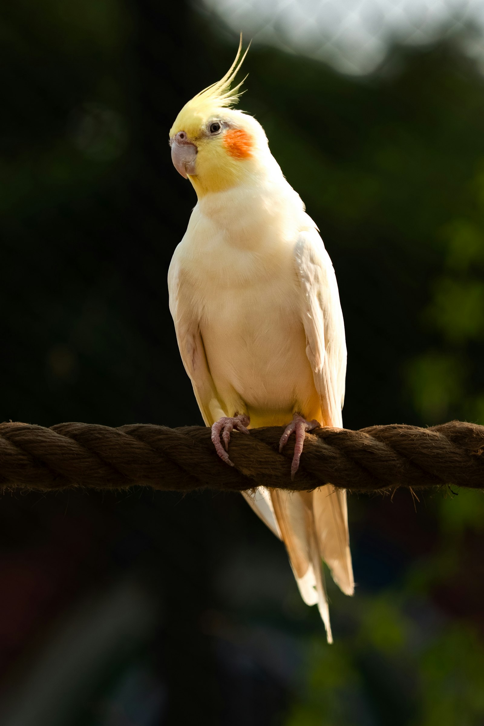 A pale yellow lutino cockatiel with a tall crest perched on a thick rope against a dark green background.
