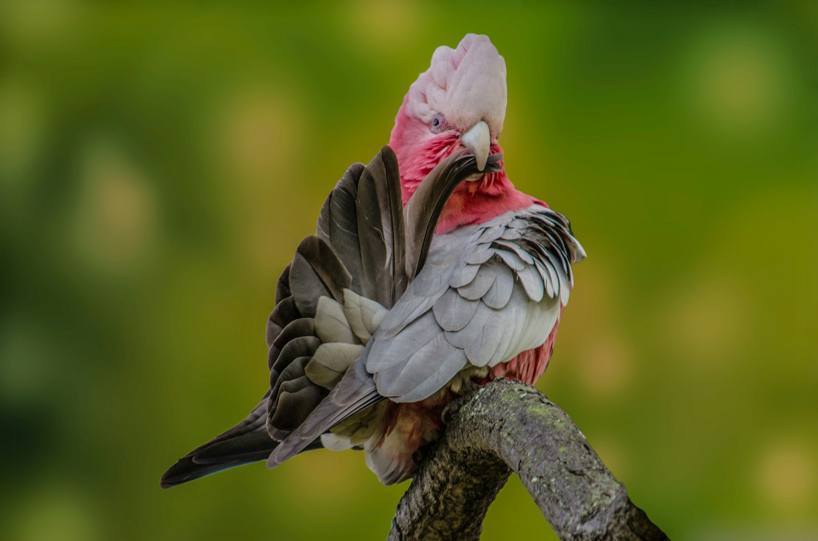 A galah cockatoo preening its grey wing on a branch against a soft green background.