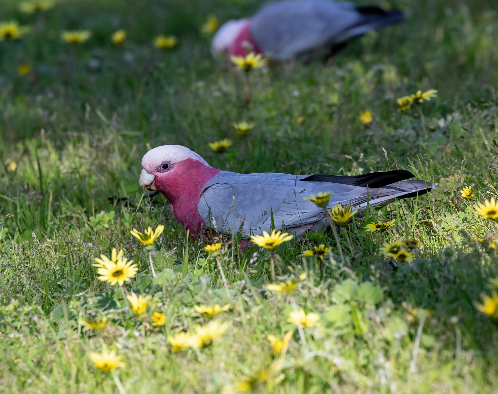 A galah cockatoo feeding on grass among small yellow daisies.