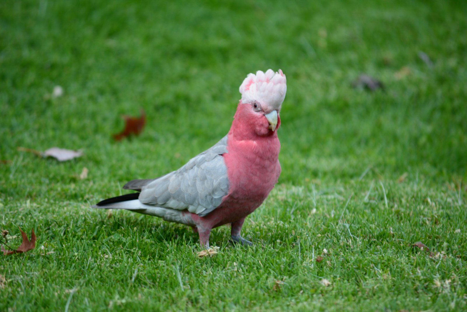 A galah cockatoo standing on a green lawn.
