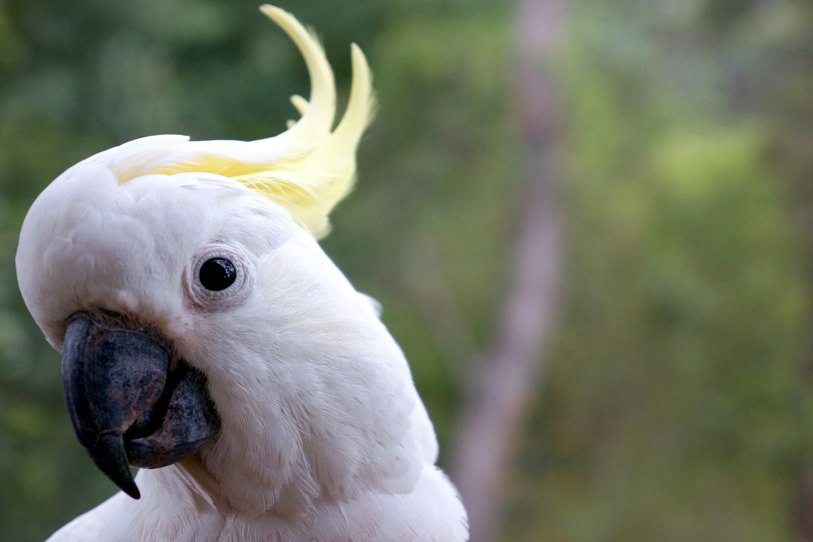 Close-up of a sulphur-crested cockatoo head with its yellow crest and dark eye.