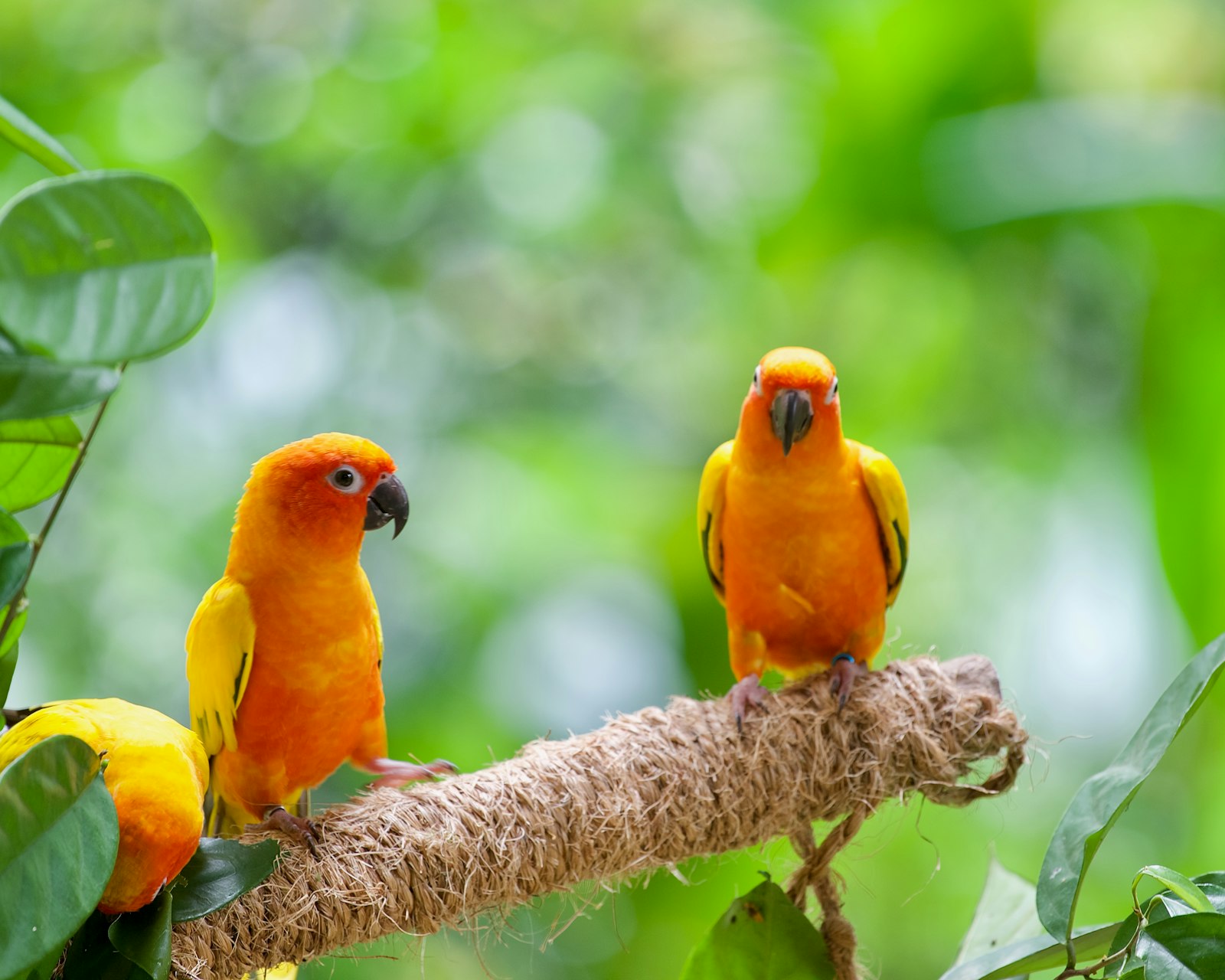 Two sun conures perched on a branch among green leaves.