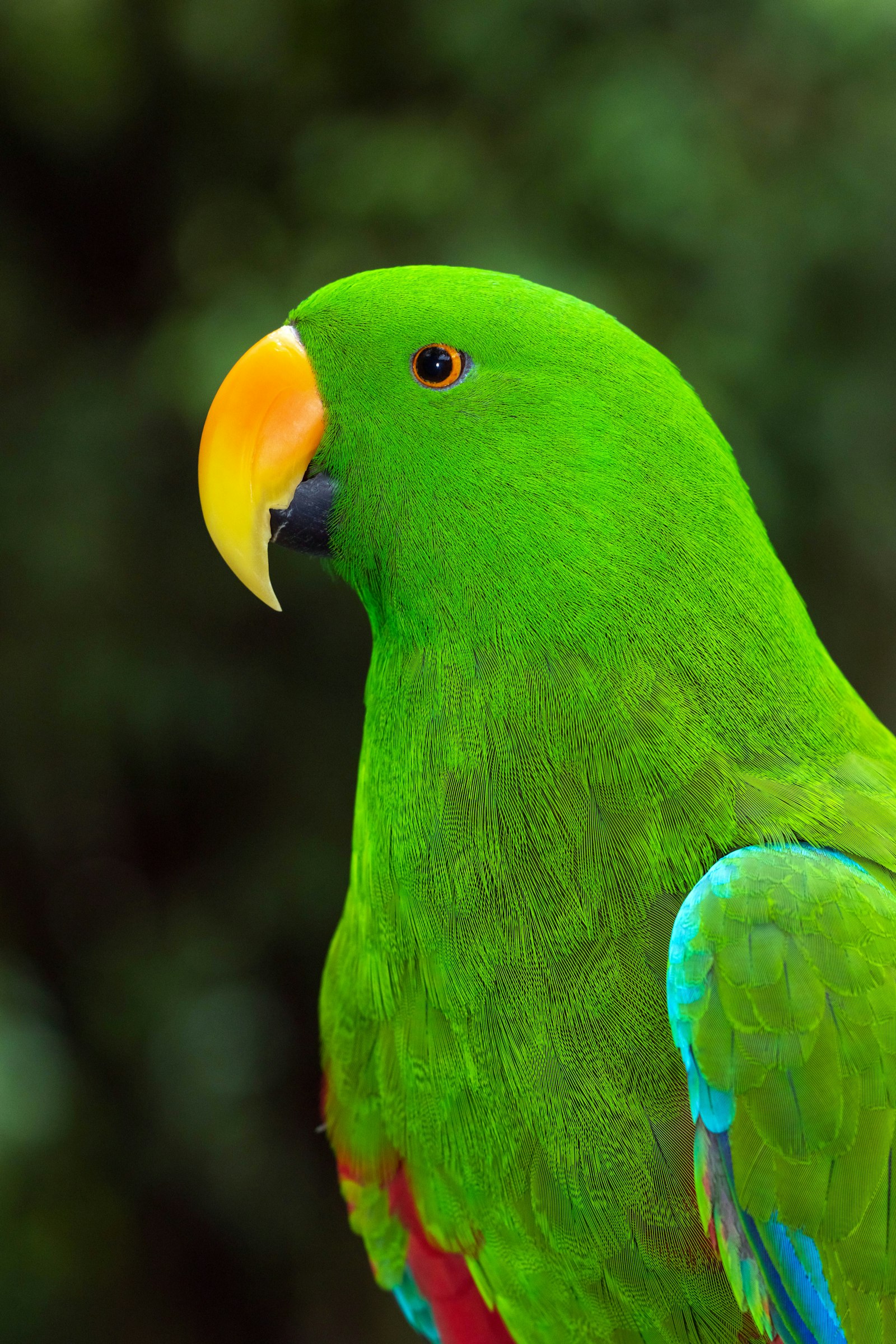 Head and shoulders of a green male eclectus parrot with a yellow-orange beak.