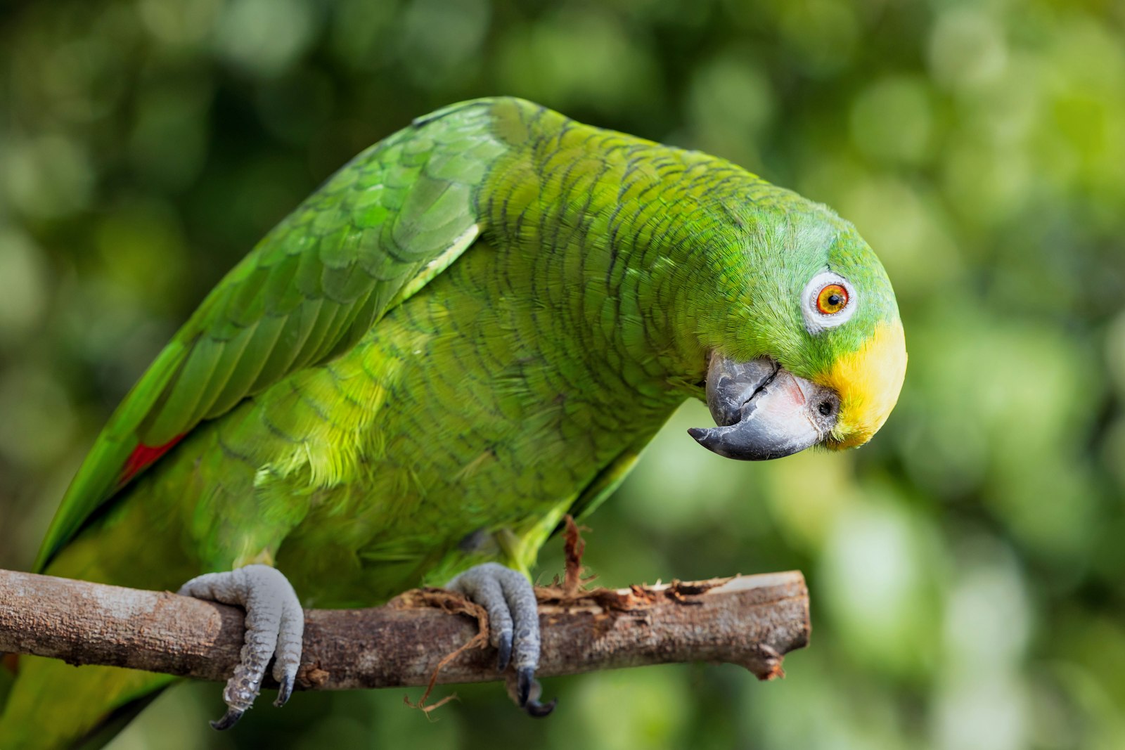 A green yellow-crowned Amazon parrot perched on a bare branch against soft green leaves.