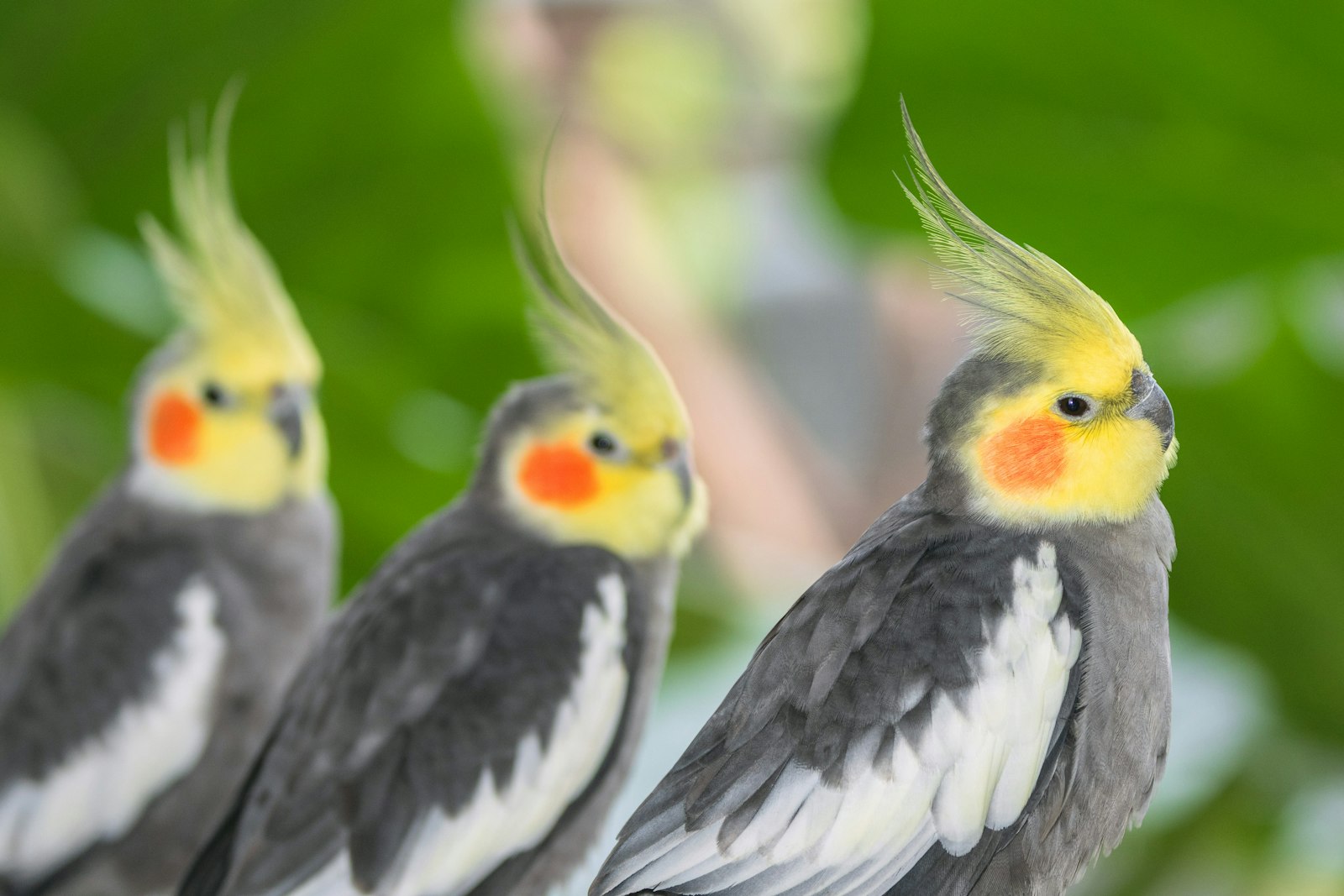 Three grey cockatiels with yellow crests standing side by side against a green background.