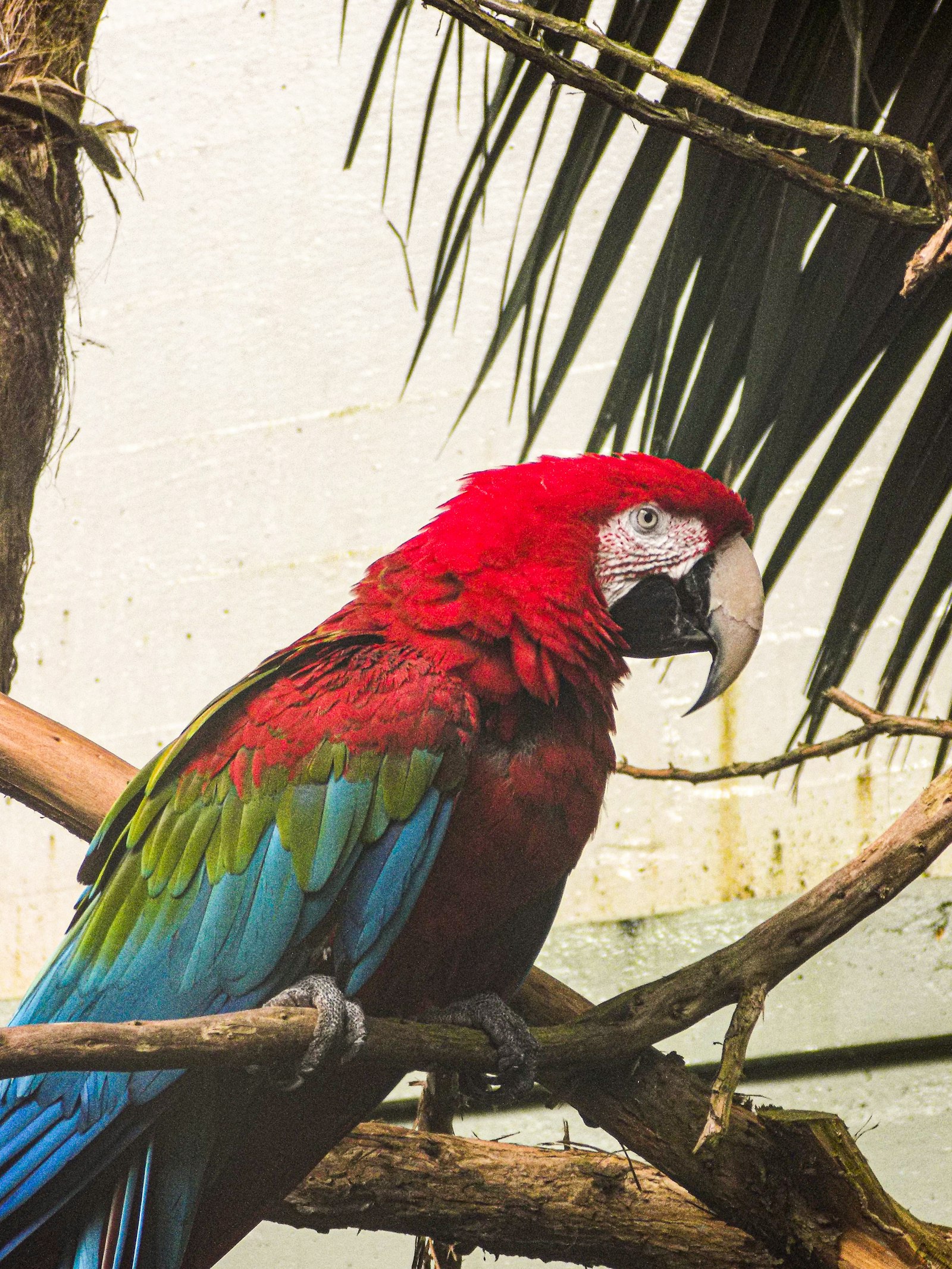 A green-winged macaw perched on a wooden branch with palm fronds behind it.