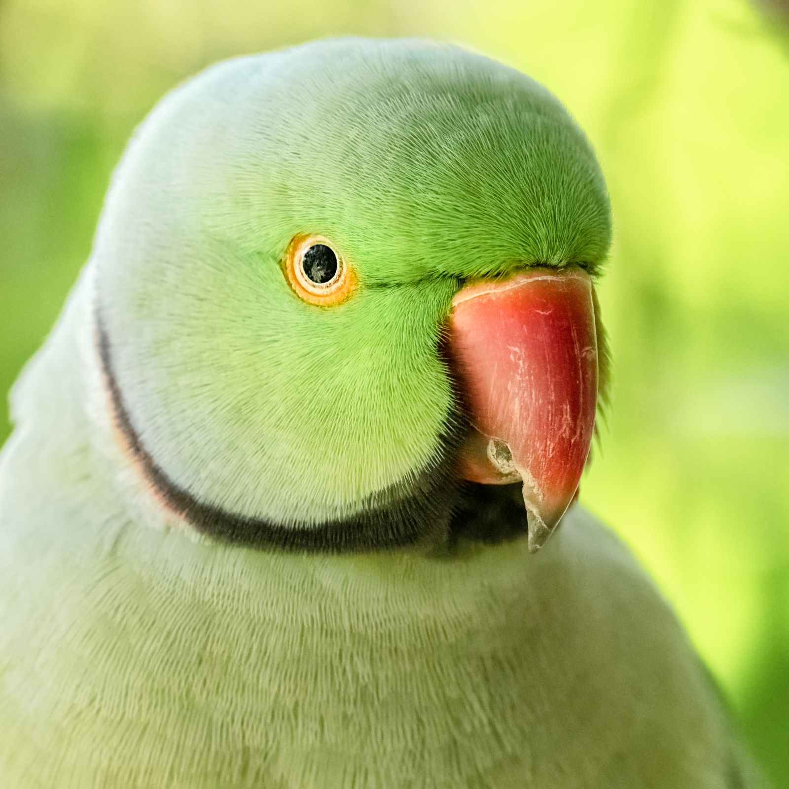 Close-up portrait of a green Indian ringneck parakeet with a red beak and dark neck ring.