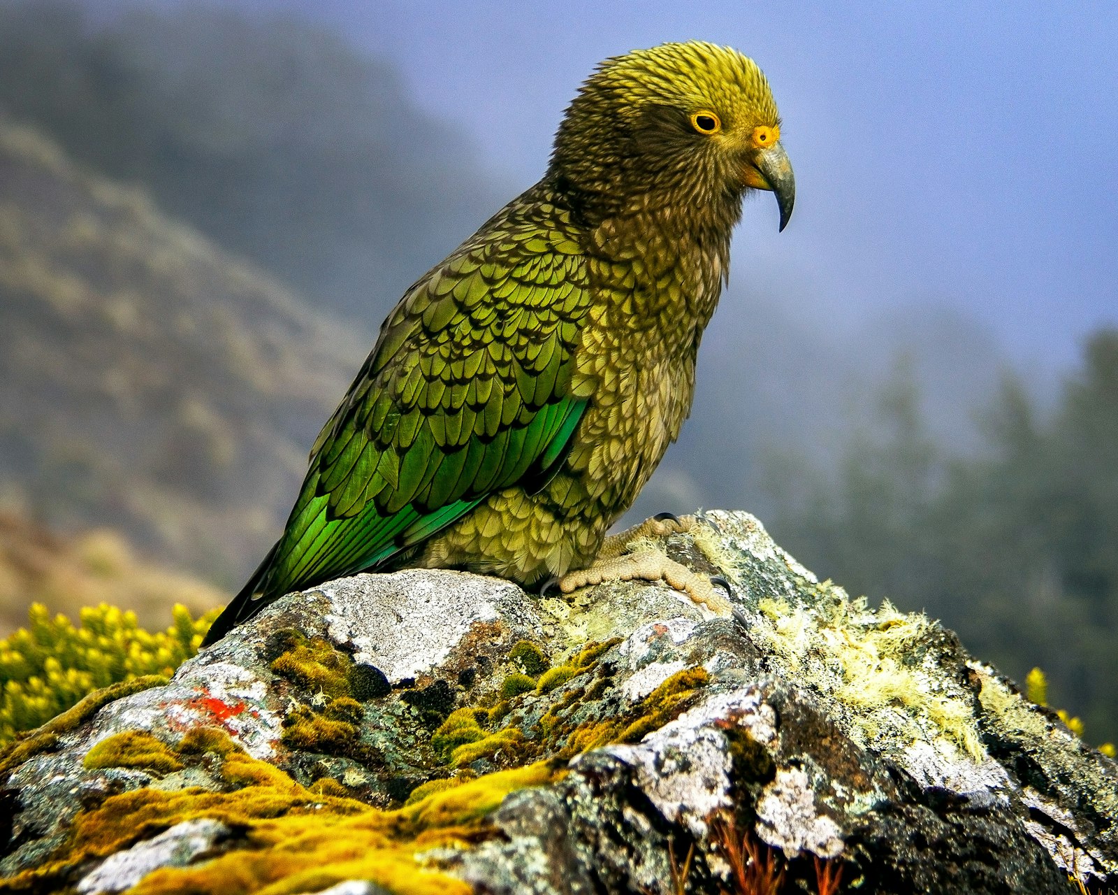 A kea, the olive green New Zealand mountain parrot, perched on a lichen covered rock.