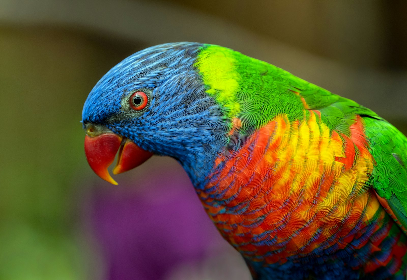 Close-up of a rainbow lorikeet showing its blue head, red beak and orange and yellow chest.