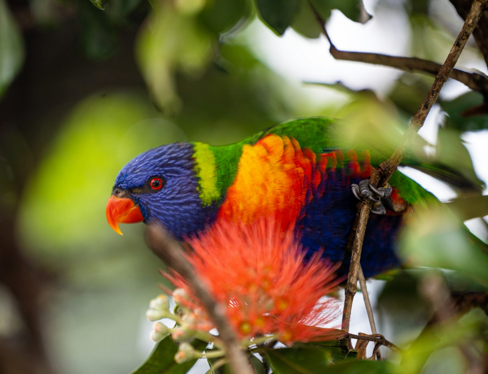 A rainbow lorikeet feeding on a red bottlebrush flower among green leaves.