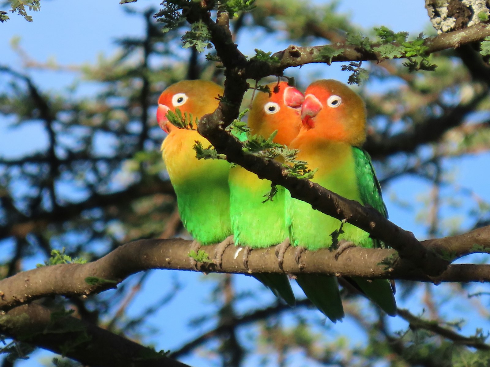 Three wild lovebirds with orange faces and green bodies perched in a row on an acacia branch in Tanzania.