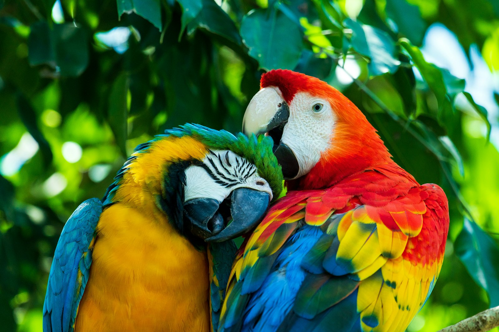 A blue and gold macaw and a scarlet macaw sitting close together among green leaves.