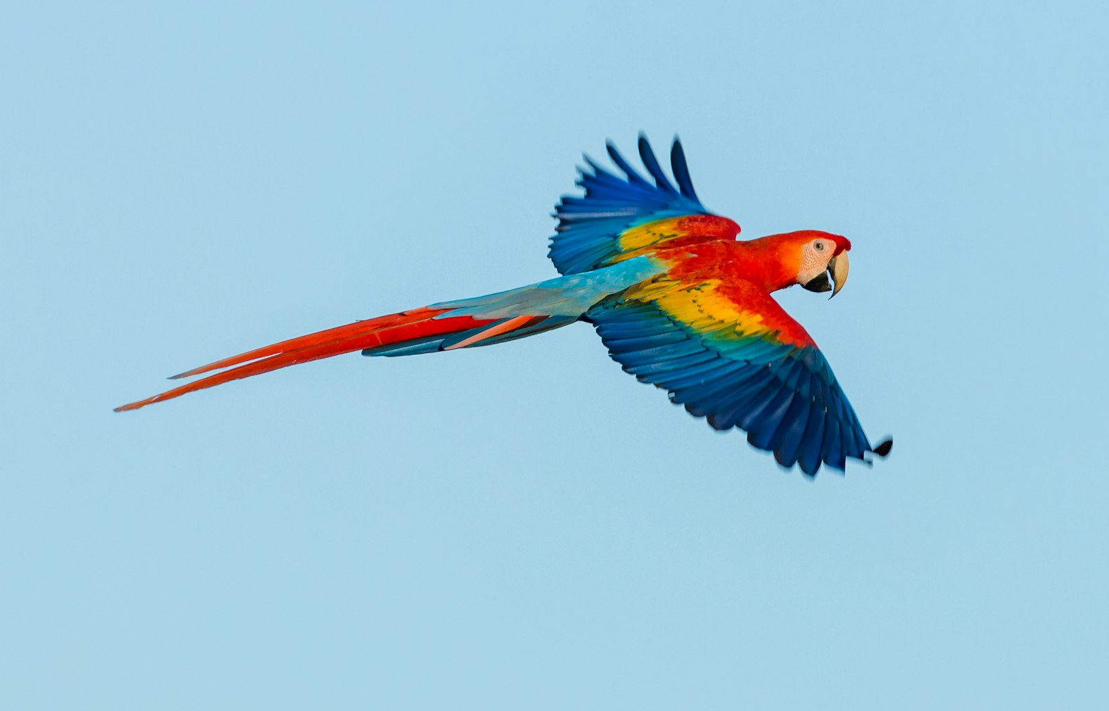A wild scarlet macaw flying across a clear blue sky in Costa Rica.