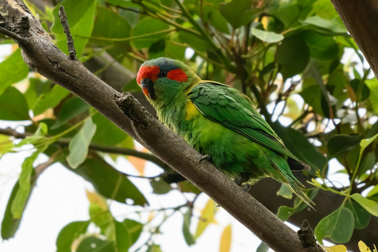 A green musk lorikeet with a red forehead and ear patch, perched on a branch among leaves.