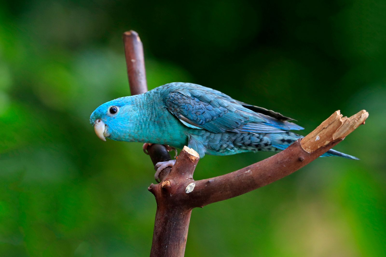 A blue parrotlet perched on a branch against a green background.