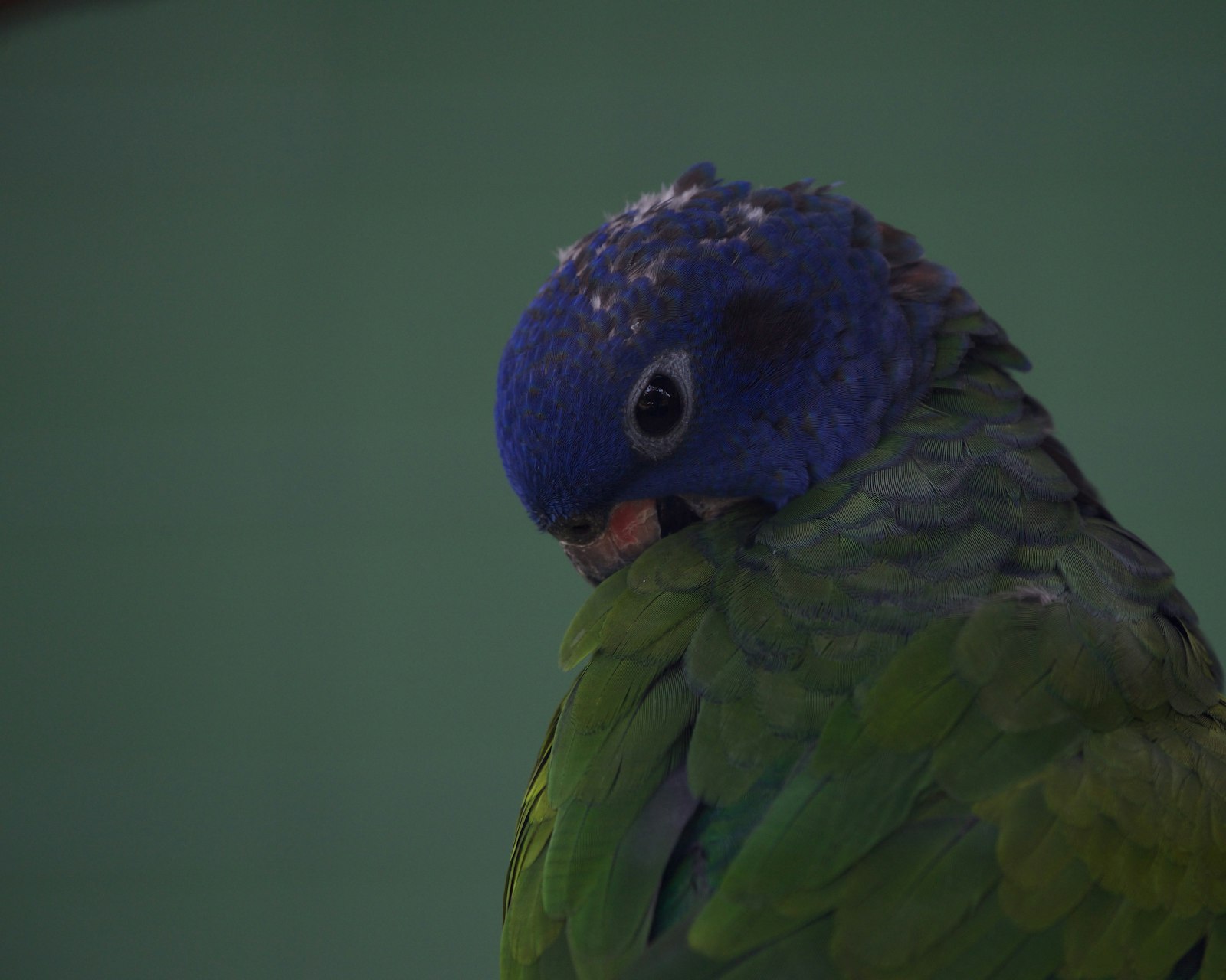 A blue-headed pionus parrot with a blue head and green body.