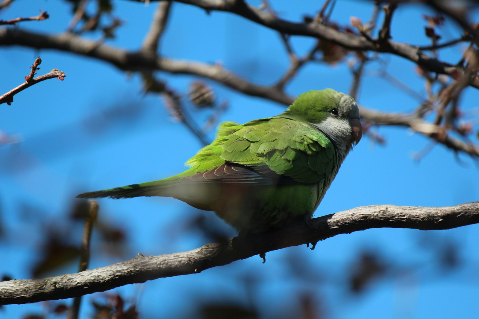 A wild quaker parrot (monk parakeet) perched on a bare branch against a blue sky.