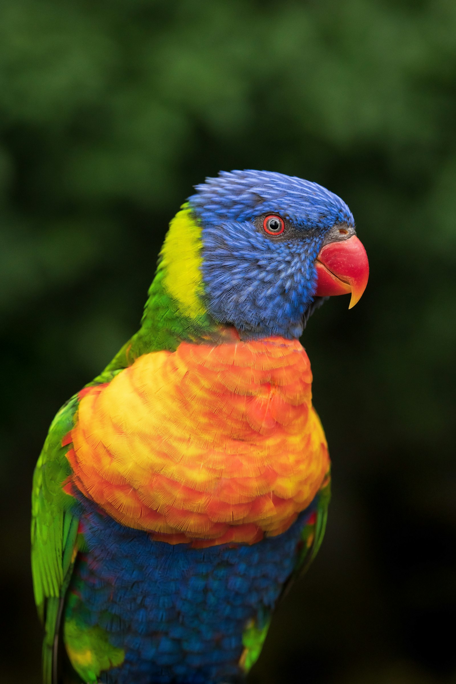 A rainbow lorikeet with a blue head, red beak and orange chest against a dark green background.