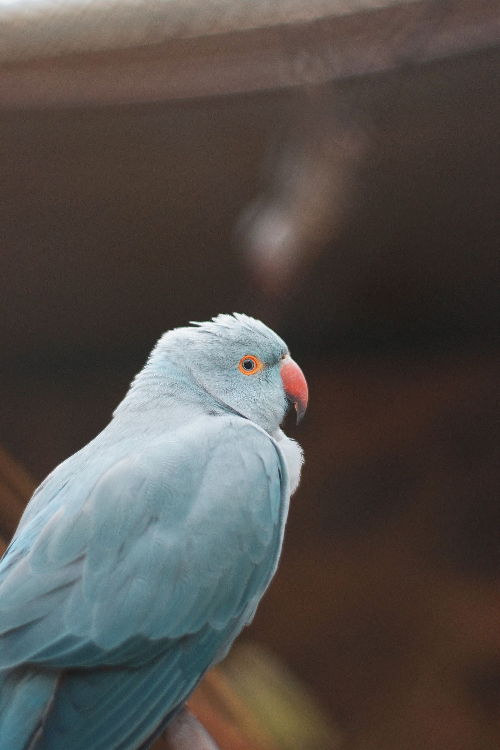 A blue color mutation Indian ringneck parakeet with a red beak, perched outdoors.