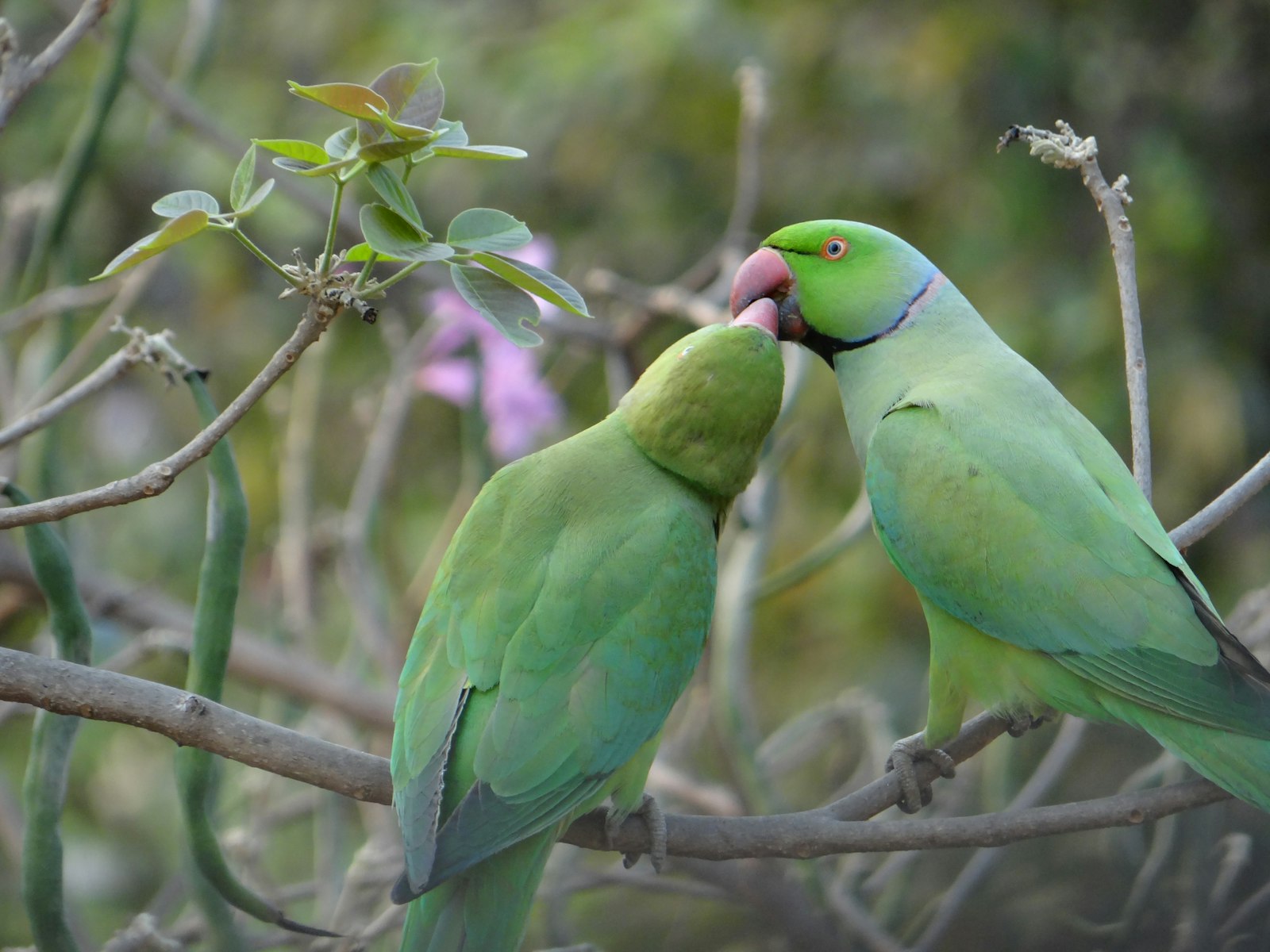 Two green rose-ringed (Indian ringneck) parakeets touching beaks on a branch.