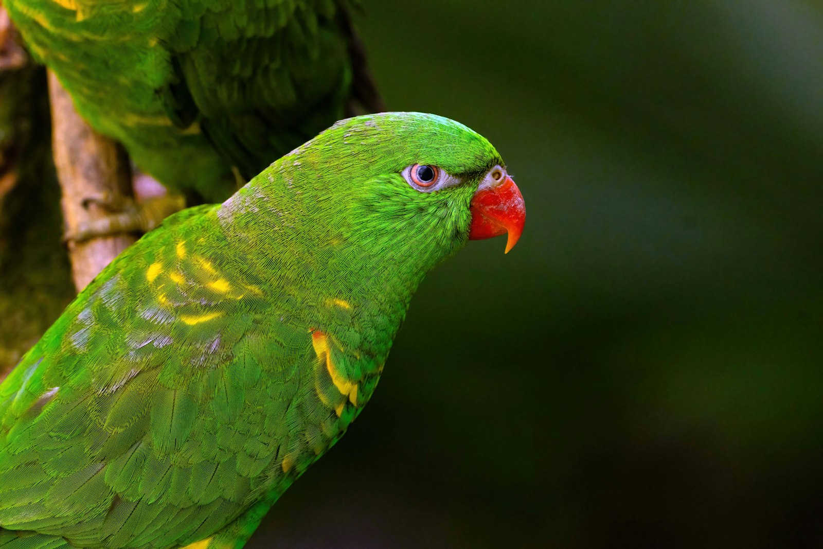 Close-up of a green scaly-breasted lorikeet with a red beak and yellow scaly markings.