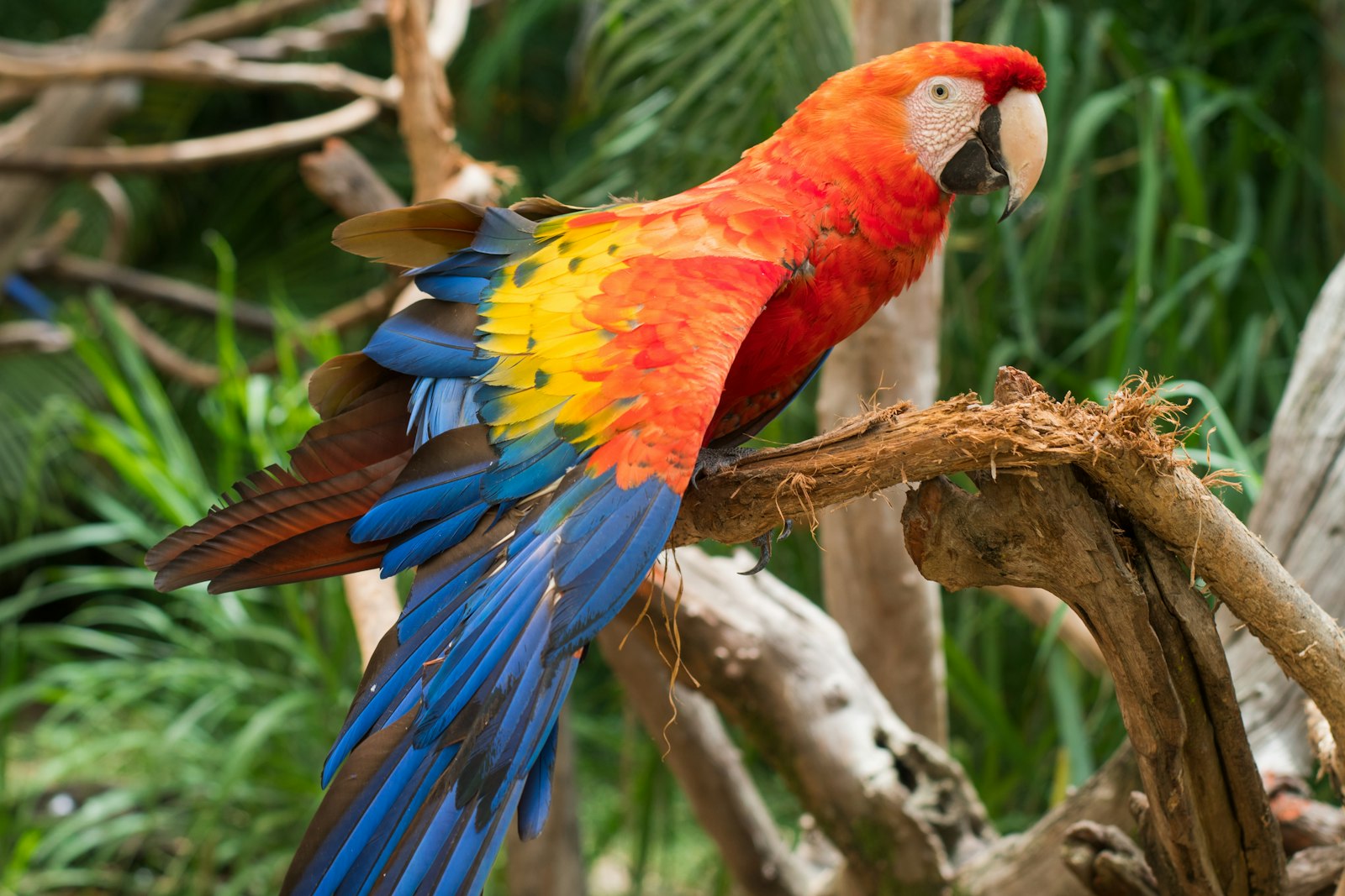A scarlet macaw perched on a tree branch showing its red, yellow and blue wings.