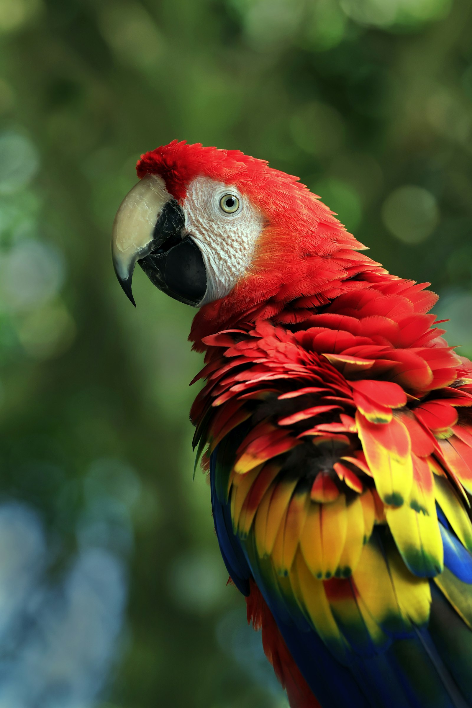 Close portrait of a scarlet macaw with red, yellow and blue feathers against green leaves.