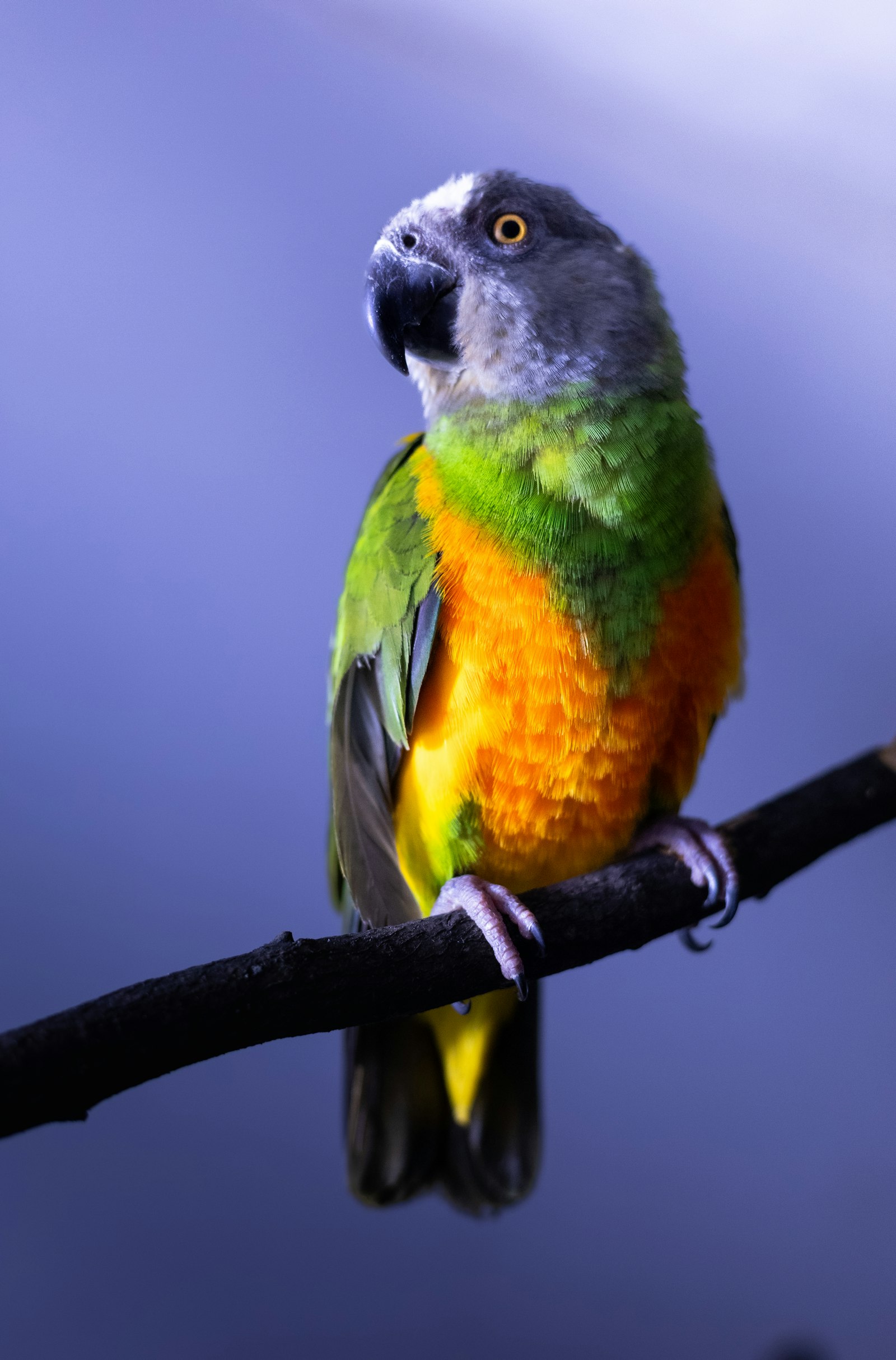 A Senegal parrot with a grey head, green back and orange belly, perched on a branch.