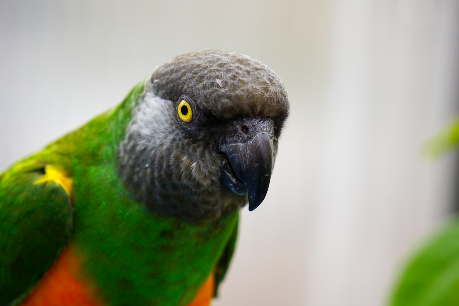 Close-up of a Senegal parrot with a grey head, yellow eye and green and orange body.