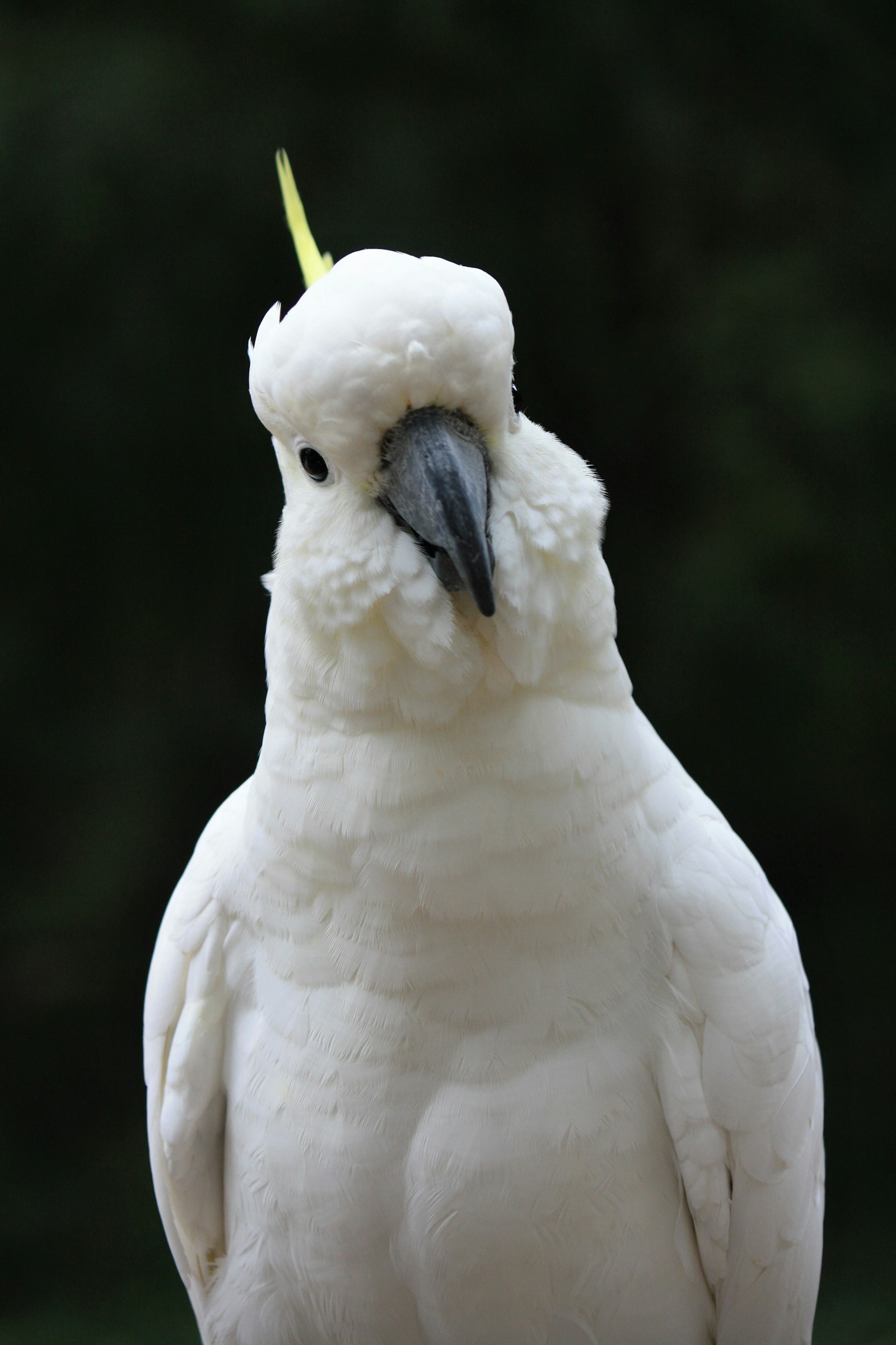 A sulphur-crested cockatoo facing the camera against a dark green background.