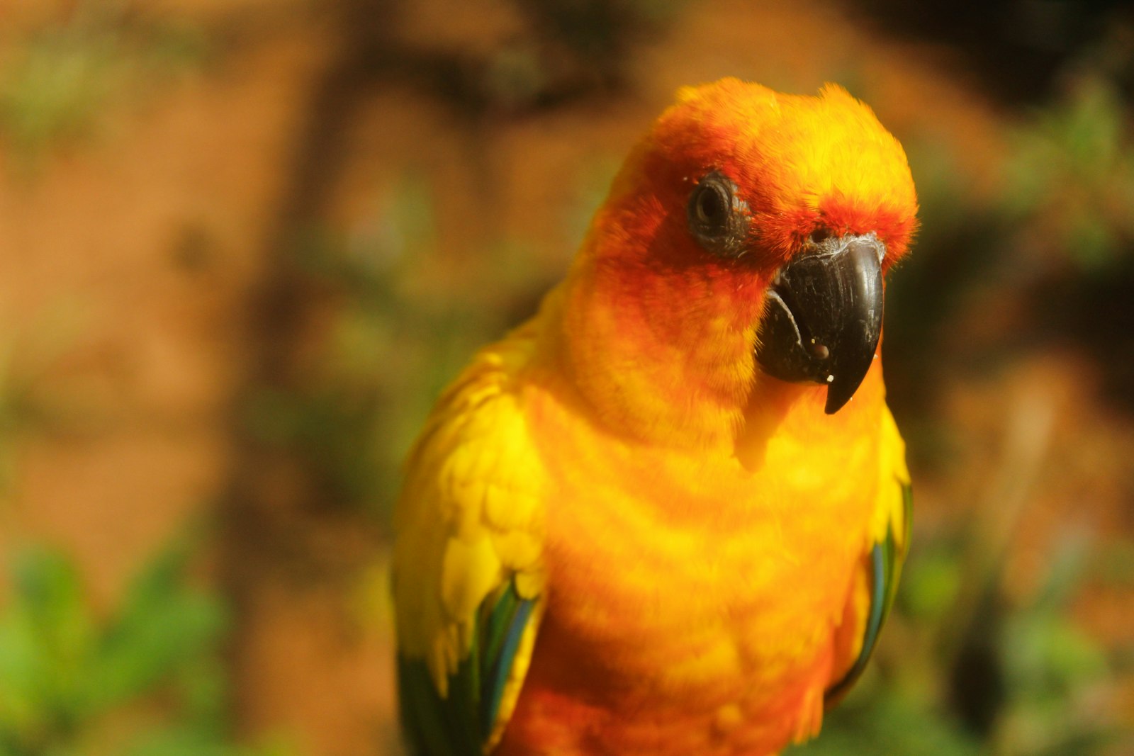 A bright orange and yellow sun conure shown from the chest up against a warm, blurred background.