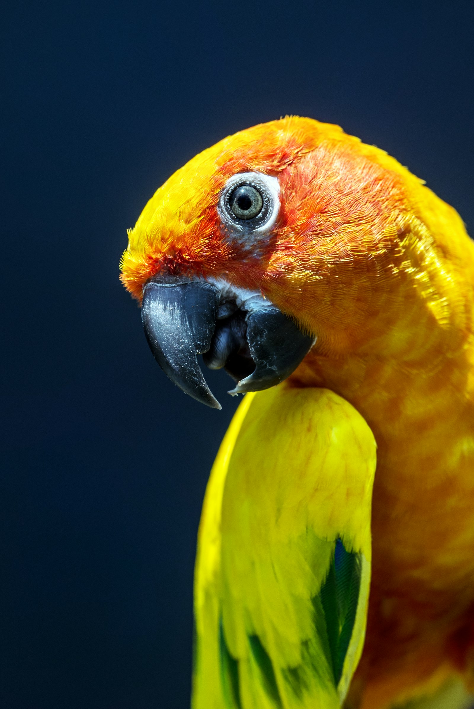 Close portrait of a sun conure with bright orange and yellow feathers against a dark blue background.